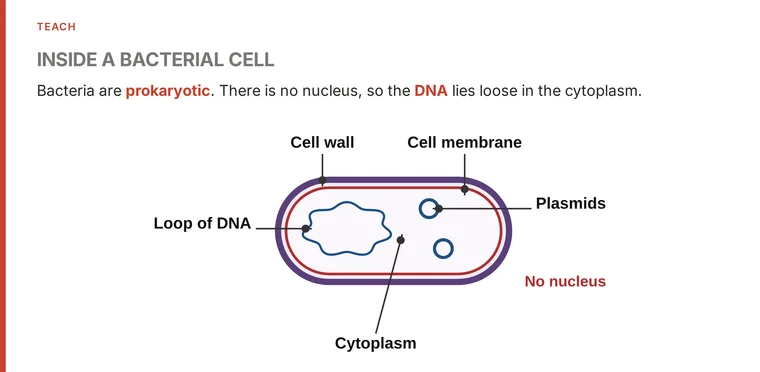 A teach slide showing a labelled diagram of a bacterial cell, with the DNA loose in the cytoplasm and no nucleus.