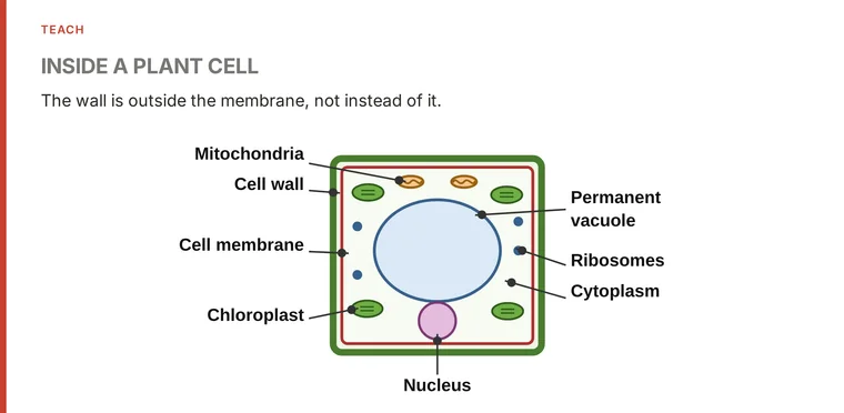 A lesson slide in the presenter: a labelled diagram of a plant cell with its cell wall, membrane, chloroplasts and nucleus.